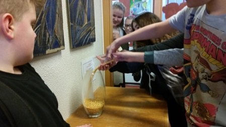 Unnið með maísbaunirnar úr lestrarátakinu