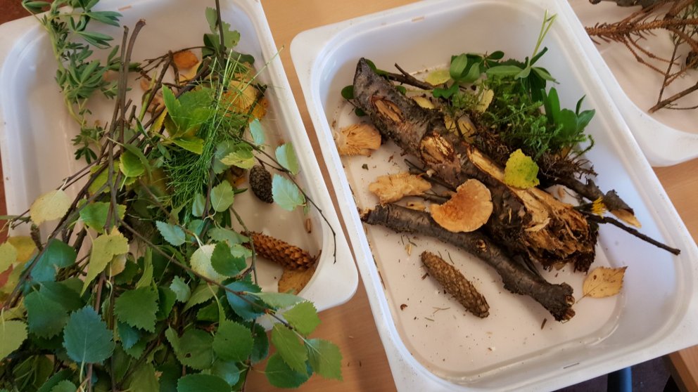 Haustvindar ? Sköpun yngri