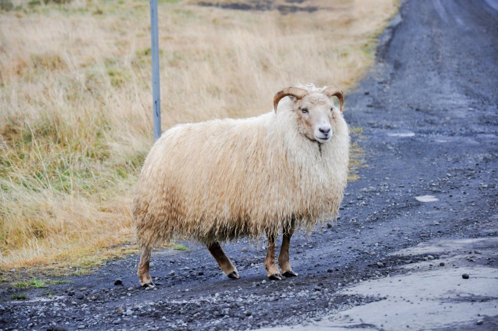 Nú stendur yfir þemavika í skólanum og er þemað að þessu sinni sauðfé. Af því tilefni verða lambakór…