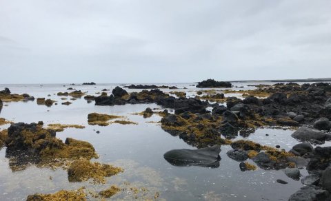 Fjölskyldufjör í fjöruferð