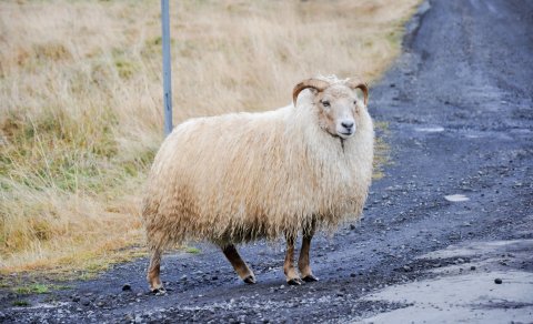 Nú stendur yfir þemavika í skólanum og er þemað að þessu sinni sauðfé. Af því tilefni verða lambakór…